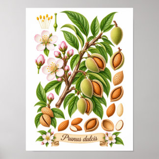 Vintage botanisk mandelillustration poster