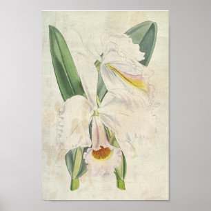 Vintage Botanisk Orange-Blockerad kattleya Poster