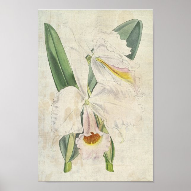 Vintage Botanisk Orange-Blockerad kattleya Poster (Framsidan)