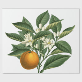 Vintage Botanisk Orange Fruit Mönster på vit Presentpapper