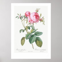 VINTAGE BOTANISK RO ILLUSTRATION POSTER