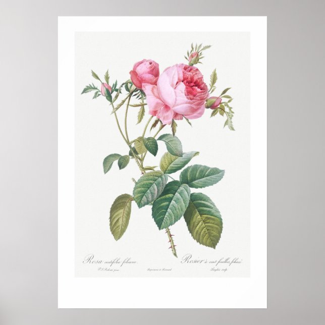 VINTAGE BOTANISK RO ILLUSTRATION POSTER (Framsidan)