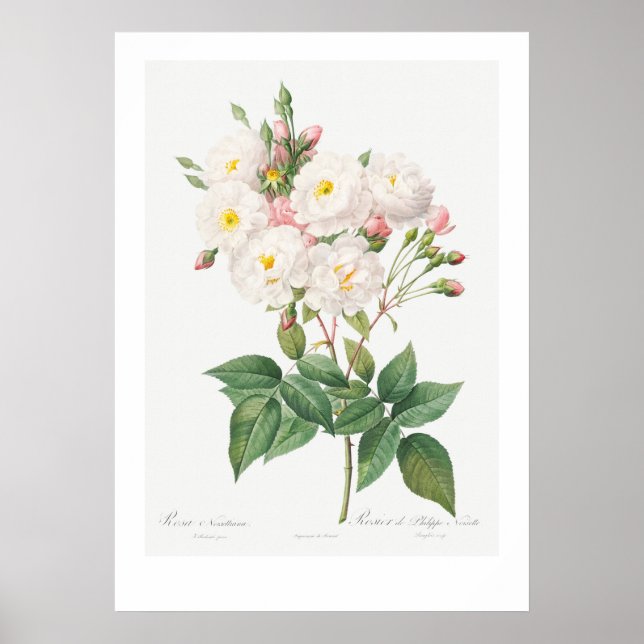 VINTAGE BOTANISK ROSA ROS ILLUSTRATION POSTER (Framsidan)