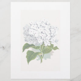 Vintage Botanisk sida - vit Hydrangea