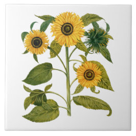 Vintage Botanisk Solros Kakelplatta
