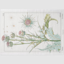 Vintage botanisk thistel