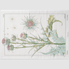 Vintage botanisk thistel