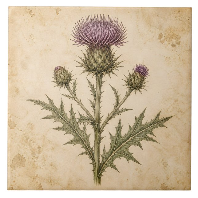 Vintage Botanisk Tistel Kakelplatta (Framsidan)