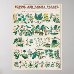 Vintage Botanisk undervisning Poster