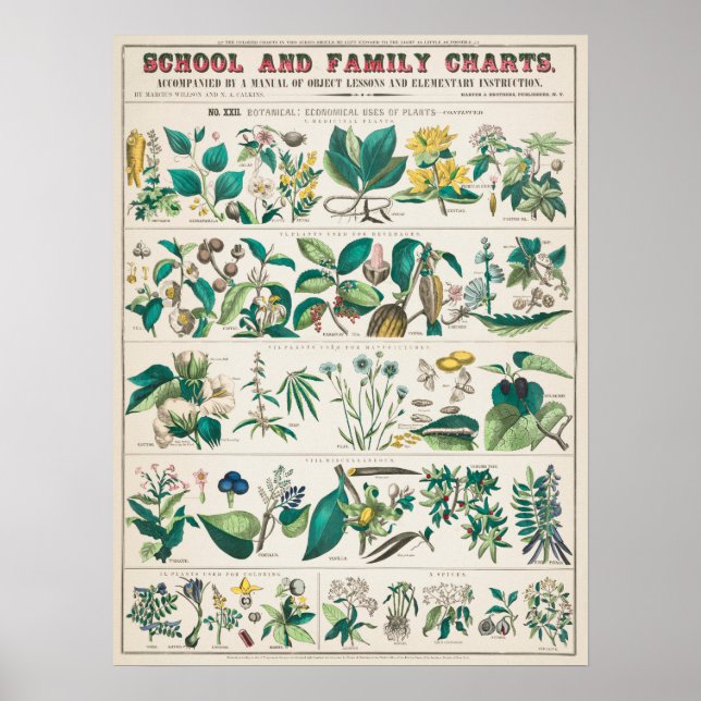Vintage Botanisk undervisning Poster (Framsidan)