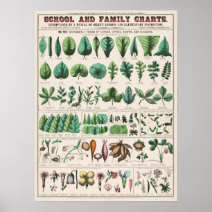 Vintage Botanisk undervisning Poster