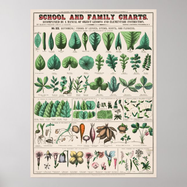 Vintage Botanisk undervisning Poster (Framsidan)