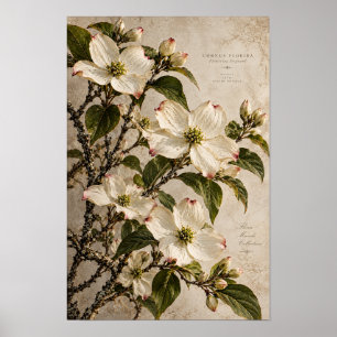 Vintage botanisk väggkonst med vita blommande blom