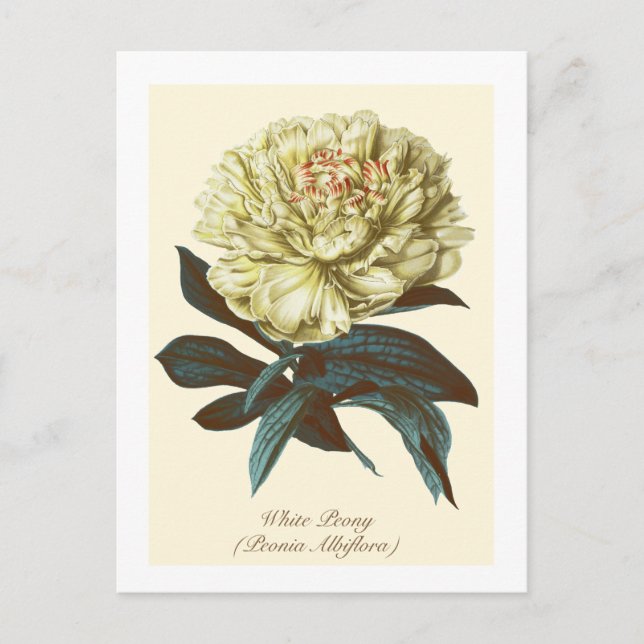 Vintage Botanisk Vit Peony Indiana Blomma Vykort (Framsida)