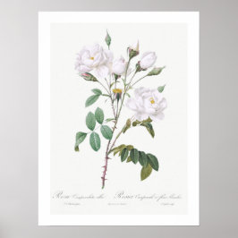 VINTAGE BOTANISK VIT ROS ILLUSTRATION POSTER