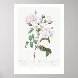 VINTAGE BOTANISK VIT ROS ILLUSTRATION POSTER