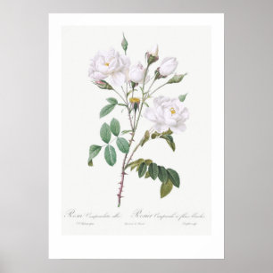 VINTAGE BOTANISK VIT ROS ILLUSTRATION POSTER