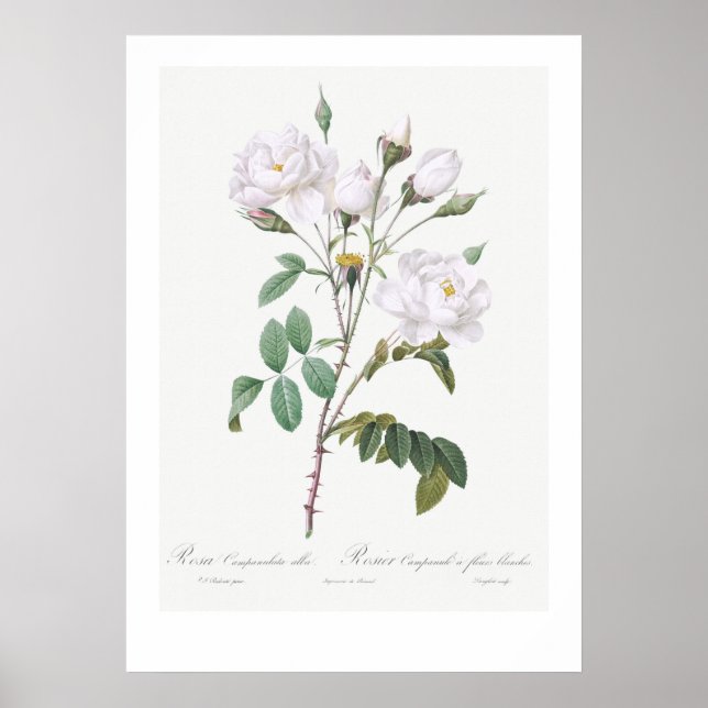 VINTAGE BOTANISK VIT ROS ILLUSTRATION POSTER (Framsidan)