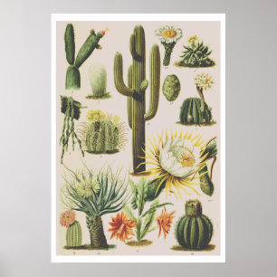 Vintage Botaniska aktuarieillustration Poster