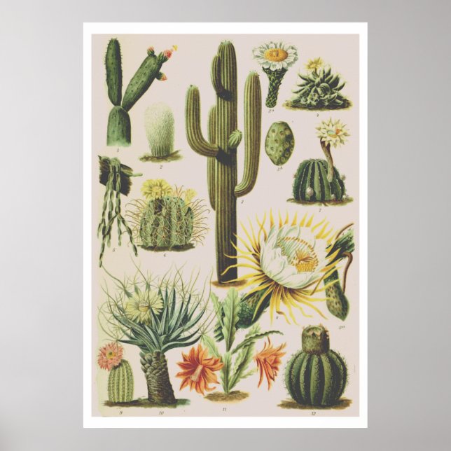 Vintage Botaniska aktuarieillustration Poster (Framsidan)