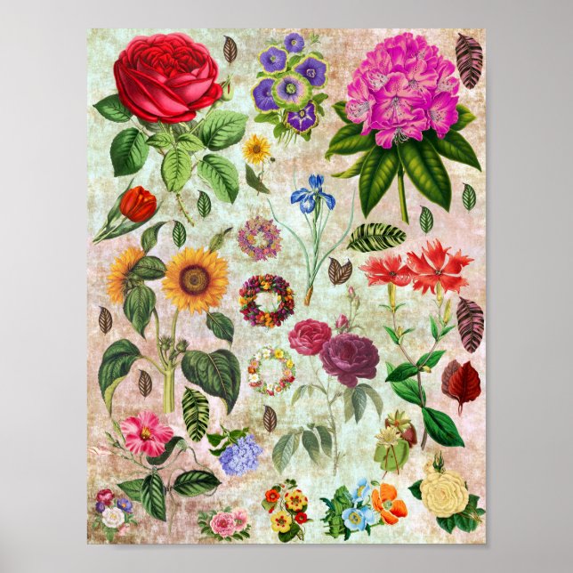 Vintage Botaniska blomillustrationer Naturart Poster (Framsidan)