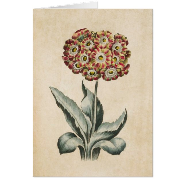 Vintage Botaniska Blommigten Auricula Illustration Hälsningskort (Framsidan)