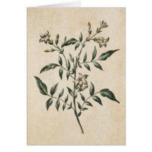 Vintage Botaniska Blommigten Jasmine Illustration Hälsningskort