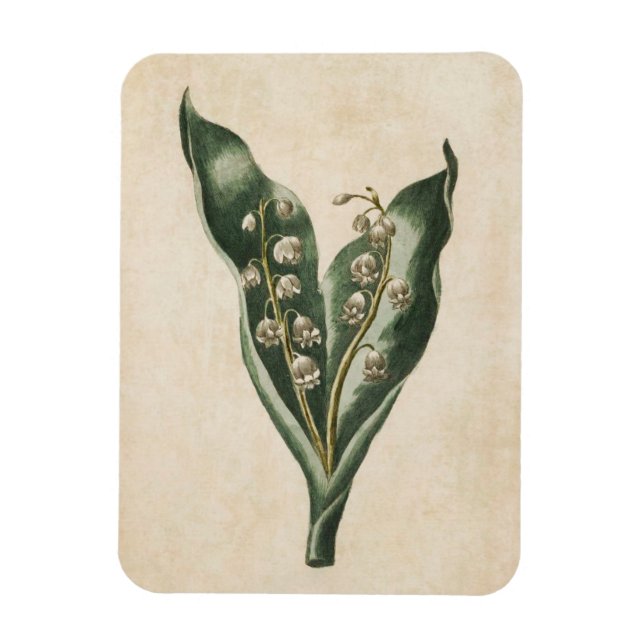 Vintage Botaniska Blommigten Lily i Valley Magnet (Vertikal)