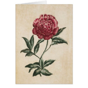 Vintage Botaniska Blommigten Peony Illustration Hälsningskort