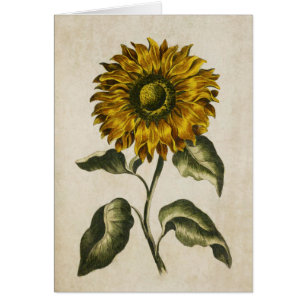 Vintage Botaniska Blommigten Solrossolrosillustrat Hälsningskort