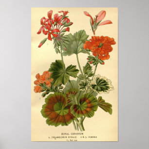 Vintage Botaniska Blommigten Zonal Geranium Illust Poster
