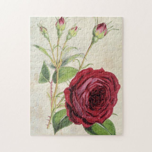 Vintage Botaniska Comte de Falloux Ro Pussel (Vertikal)