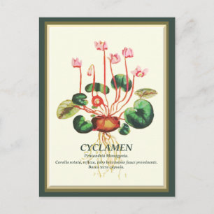Vintage Botaniska cyklamen Garden blomkonst Vykort