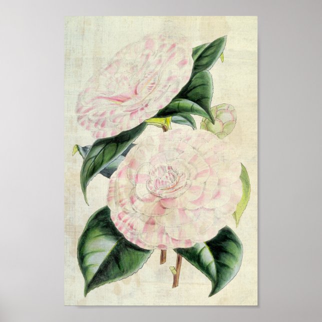 Vintage Botaniska distriktet Derby Camellia Poster (Framsidan)