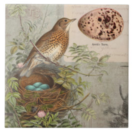 Vintage Botaniska fågelvilt Nest Robins Egg Blue B Kakelplatta
