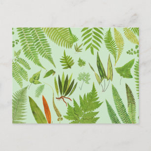 Vintage Botaniska Ferns Vykort