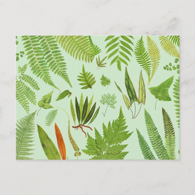 Vintage Botaniska Ferns Vykort (Framsida)