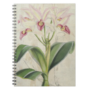 Vintage Botaniska Guatemalan Cattleya Anteckningsbok