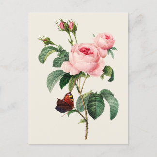 Vintage Botaniska illustration av kål Ro Vykort