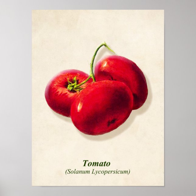Vintage Botaniska Illustration, tomater Poster (Framsidan)