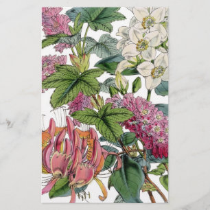 Vintage botaniska illustrationer flygblad