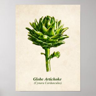 Vintage botaniska illustrationer, kronchoke poster