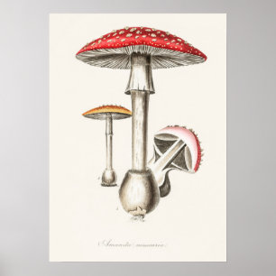 Vintage botaniska illustrationer poster
