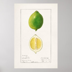 Vintage botaniska illustrationer poster