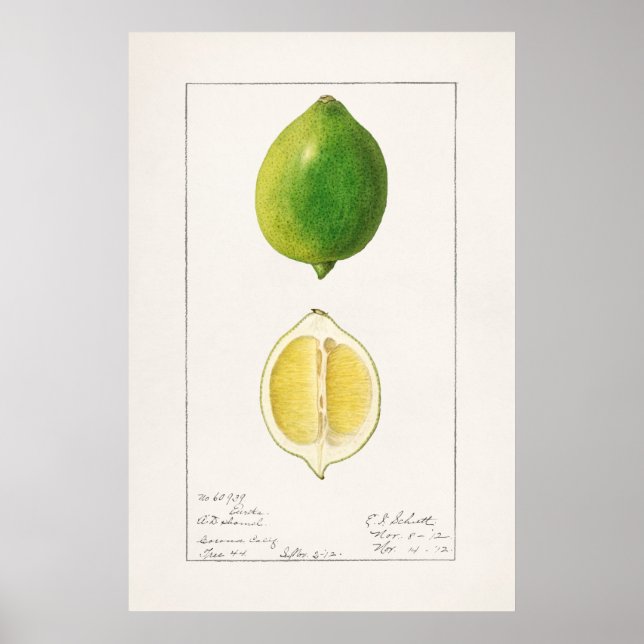 Vintage botaniska illustrationer poster (Framsidan)