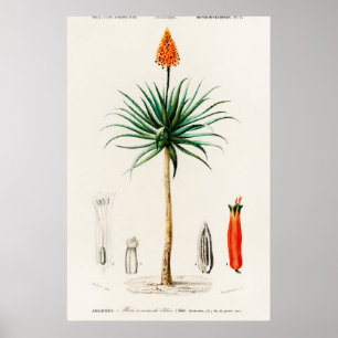 Vintage botaniska illustrationer poster
