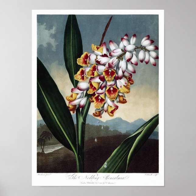 Vintage botaniska illustrationer poster (Framsidan)