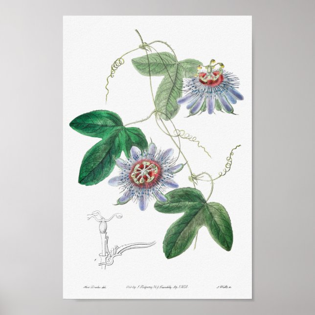 Vintage botaniska illustrationer poster (Framsidan)