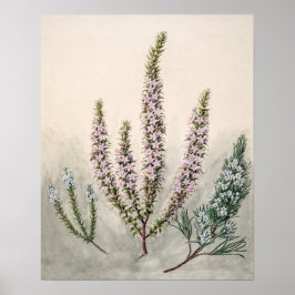 Vintage botaniska illustrationer poster