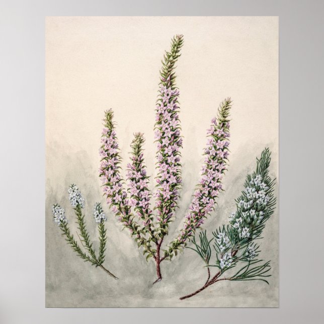 Vintage botaniska illustrationer poster (Framsidan)